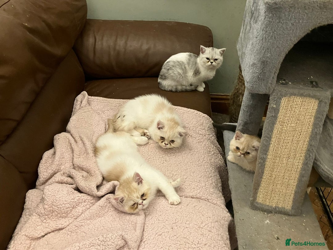 Exotic cats for sale: Beautiful exotic kittens for sale - Advert 7