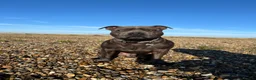Staffordshire Bull Terrier dogs for stud: Staffordshire bull terrier Stud   - Advert 3