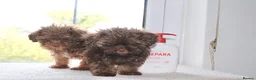 Shihpoo dogs for sale: Chocolate shihpoo’s  - Advert 15