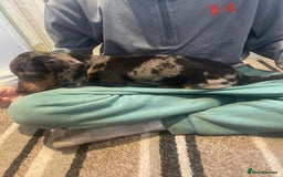 Dachshund dogs for sale: Stunning dachshund puppies for sale males  - Image 6