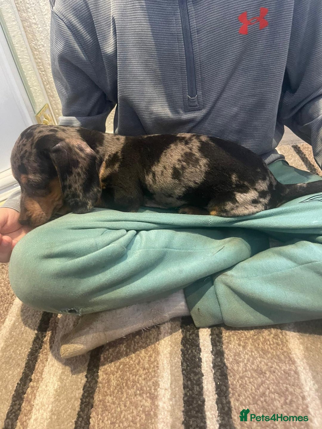 Dachshund dogs for sale: Stunning dachshund puppies for sale males  - Image 6