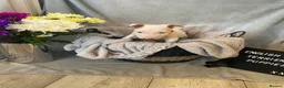 English Bull Terrier dogs for sale: 🐾✨ STUNNING ENGLISH BULL TERRIER PUPPIES ✨🐾 - Advert 15