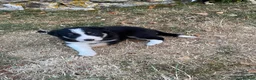Border Collie dogs for sale: Beautiful Border Collie Puppies - Advert 6
