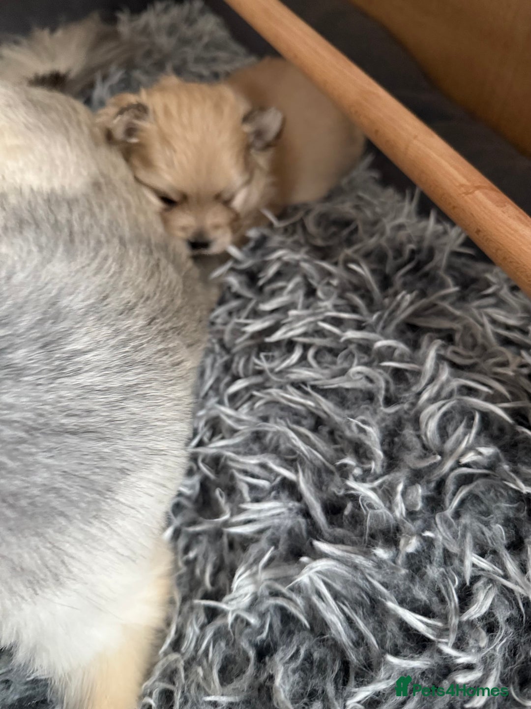 Pomchi dogs for sale: 3/4 Pom 1/4 chi Pomchi F1BB - Advert 19