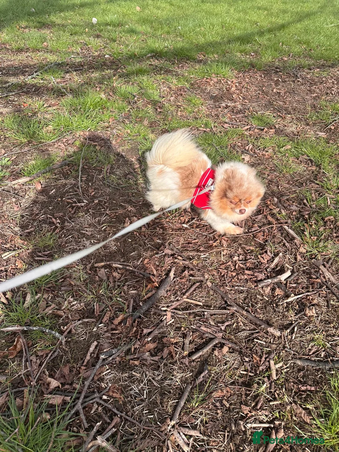 Pomeranian dogs for adoption: Rescue Pomeranian that has so much love to give - Advert 2