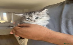 Mixed Breed cats for sale: Adorable boys kittens 3 x Silver Tabby 1x Tabby - Image 3