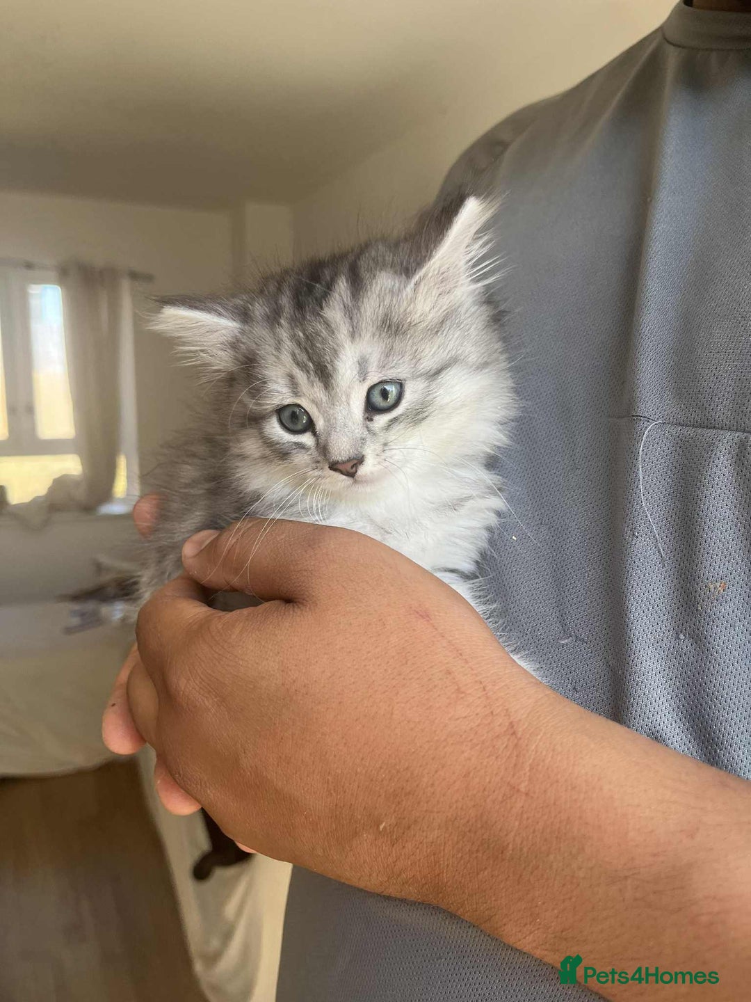 Mixed Breed cats for sale: Adorable boys kittens 3 x Silver Tabby 1x Tabby - Image 3