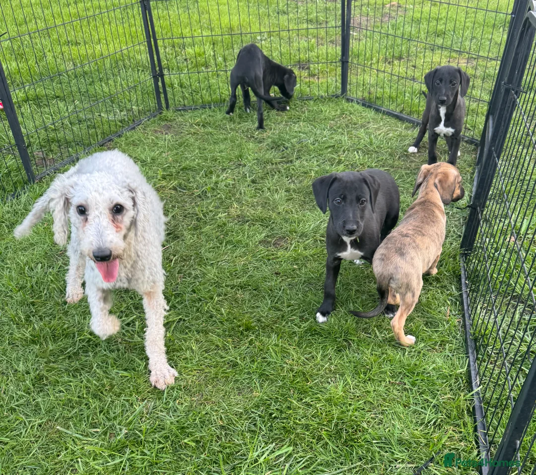 Mixed Breed dogs for sale: Beddy whippet puppies for sale. Ready now - Advert 1