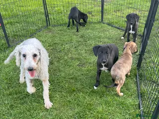 Mixed Breed dogs Beddy whippet puppies for sale. Ready now - Advert 1