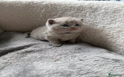 British Shorthair cats for sale: Champions bloodline British Shorthair Kittens! 🐾  - Image 5