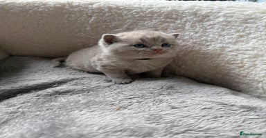 British Shorthair cats - Advert 10