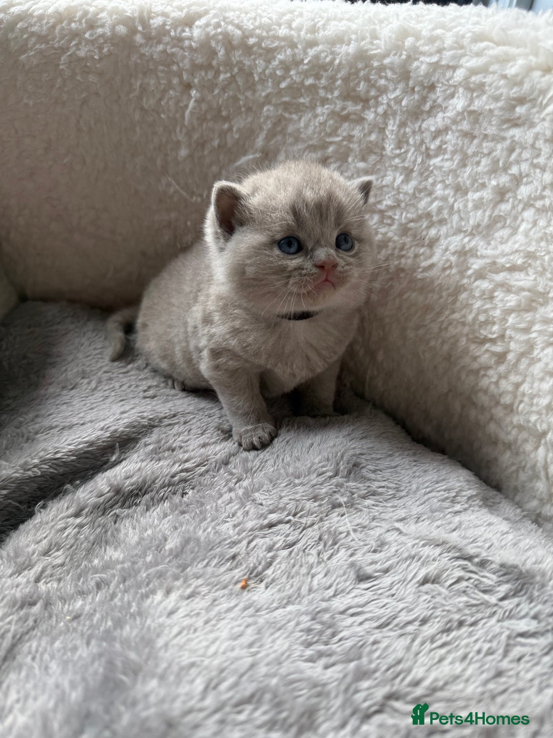 British Shorthair cats for sale: Champions bloodline British Shorthair Kittens! 🐾  - Image 5
