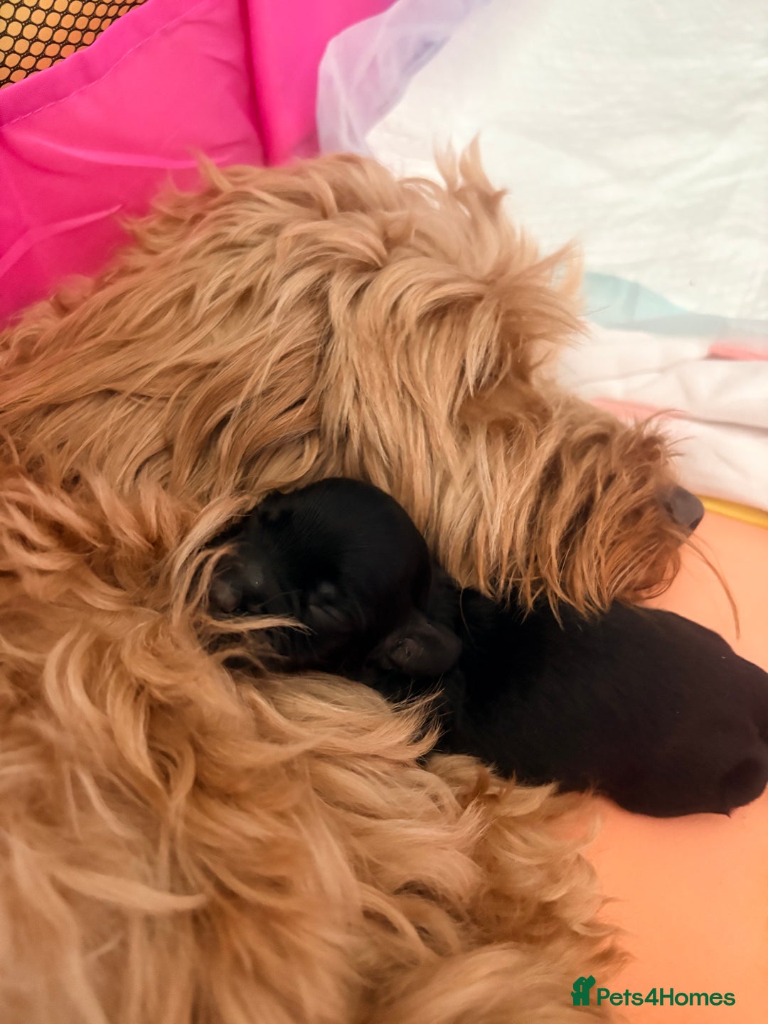 Cockapoo dogs for sale: F2 cockerpoo puppies  - Advert 10