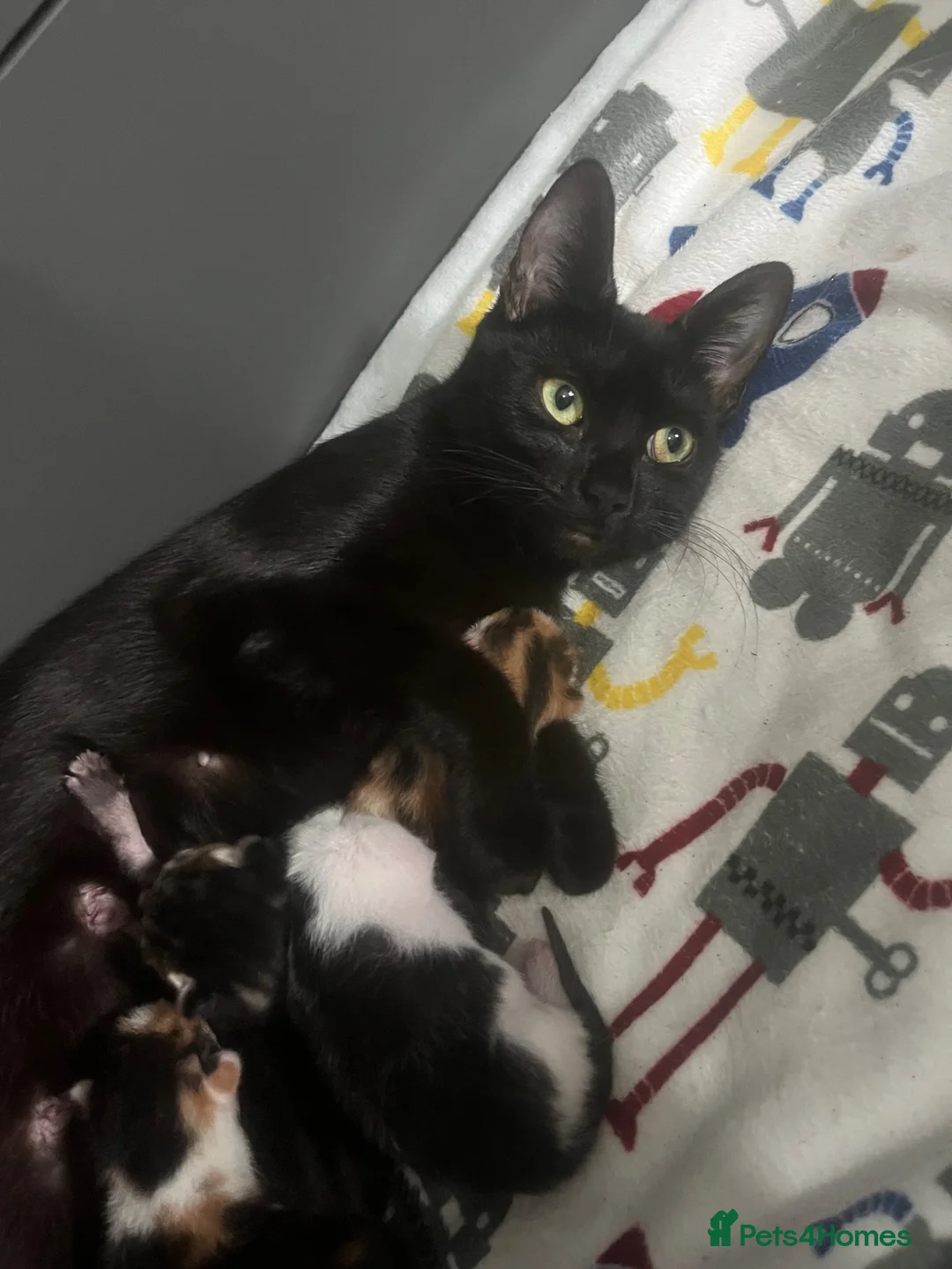 Mixed Breed cats for sale: Kittens for sale in Leigh-on-Sea - Advert 1