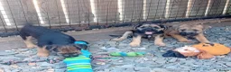 Border Terrier dogs for sale: Pure border terrier puppies  - Advert 17