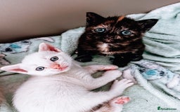 Mixed Breed cats for sale: Beautiful kittens looking for forever homes  - Image 4