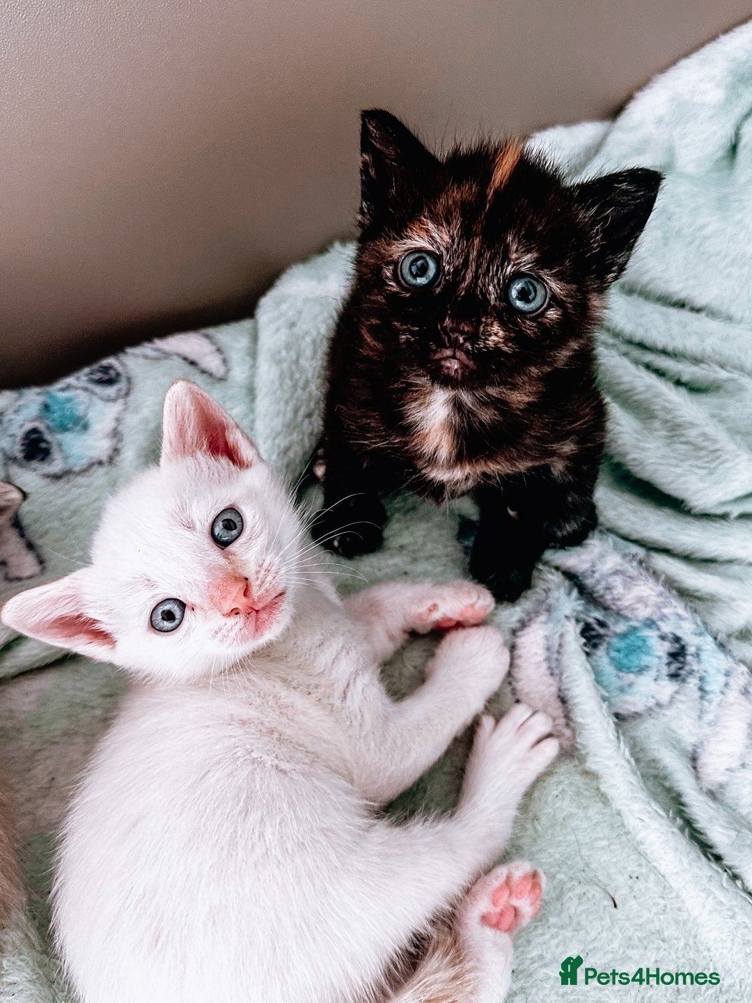 Mixed Breed cats for sale: Beautiful kittens looking for forever homes  - Image 4