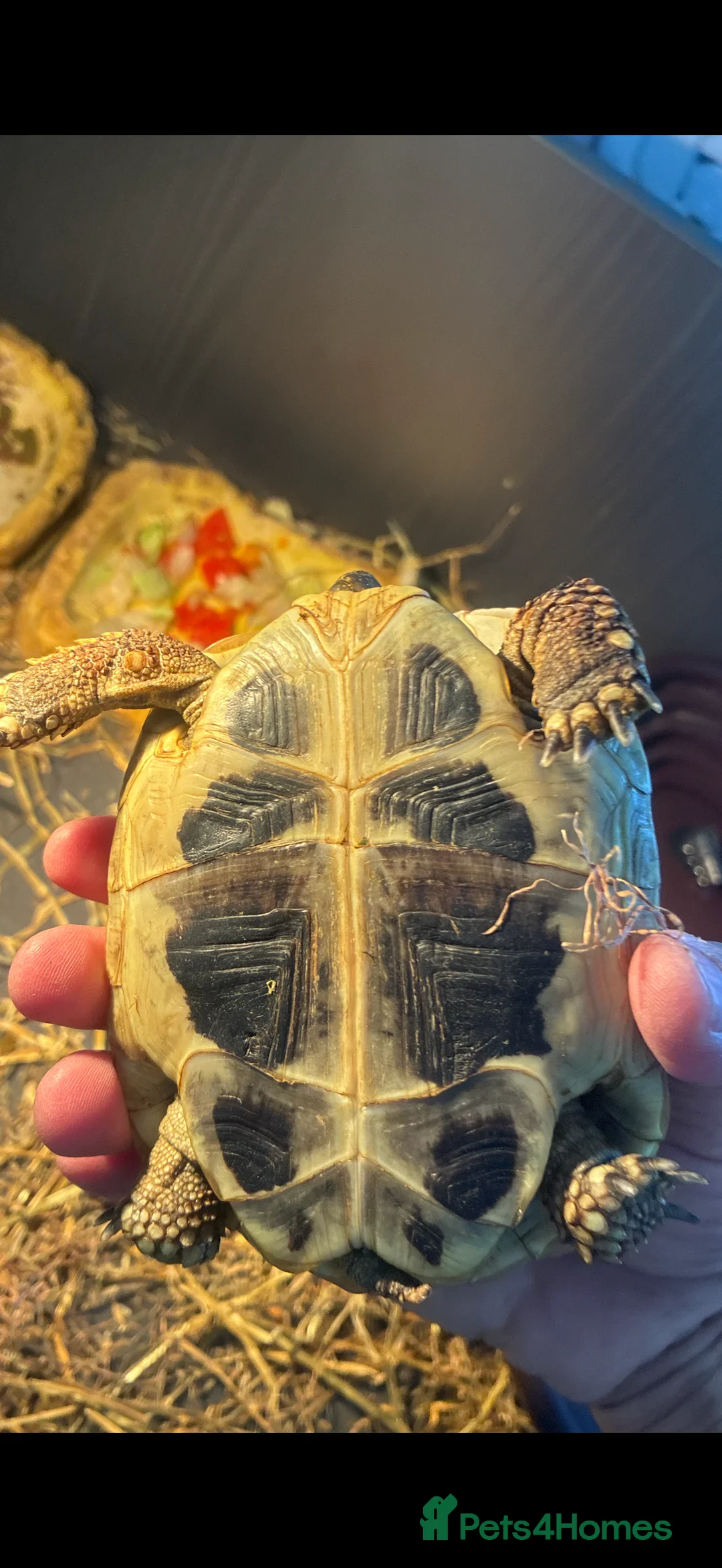 Hermann Tortoise reptiles for sale: Herman Tortoise - Advert 2