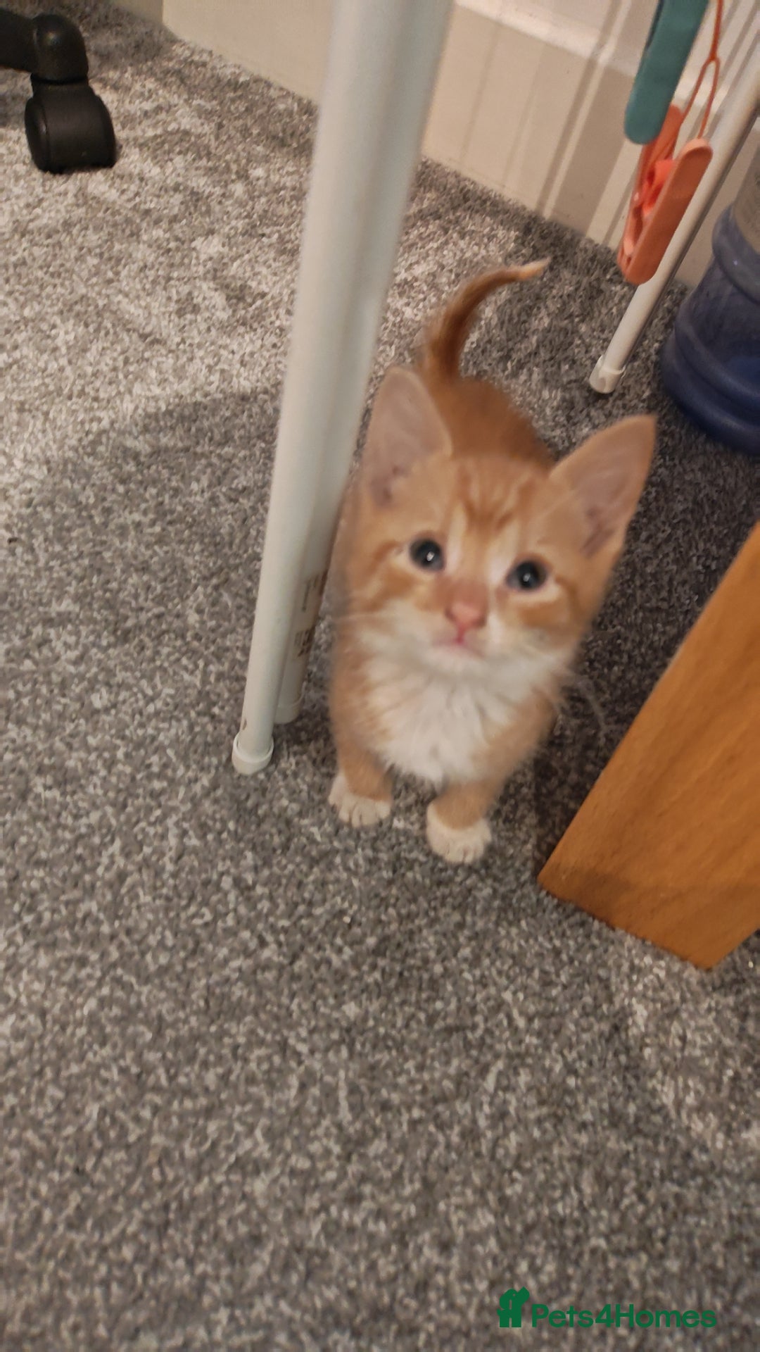 Mixed Breed cats Adorable ginger kitten left  - Advert 17