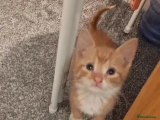 Mixed Breed cats Adorable ginger kitten left - Advert 17