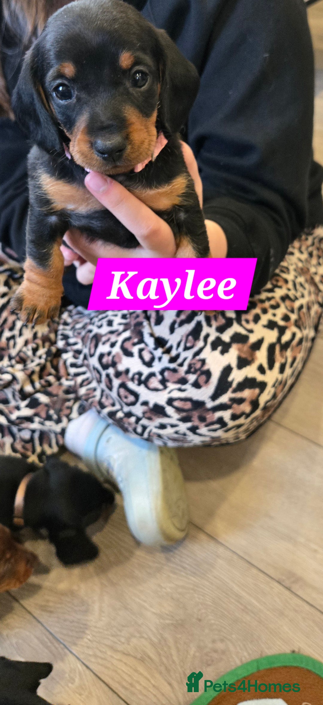 Dachshund dogs for sale: Beautiful Daxis - Advert 16