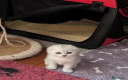 Scottish Fold cats for sale: 😻Scottish fold kittens😻 - Image 10