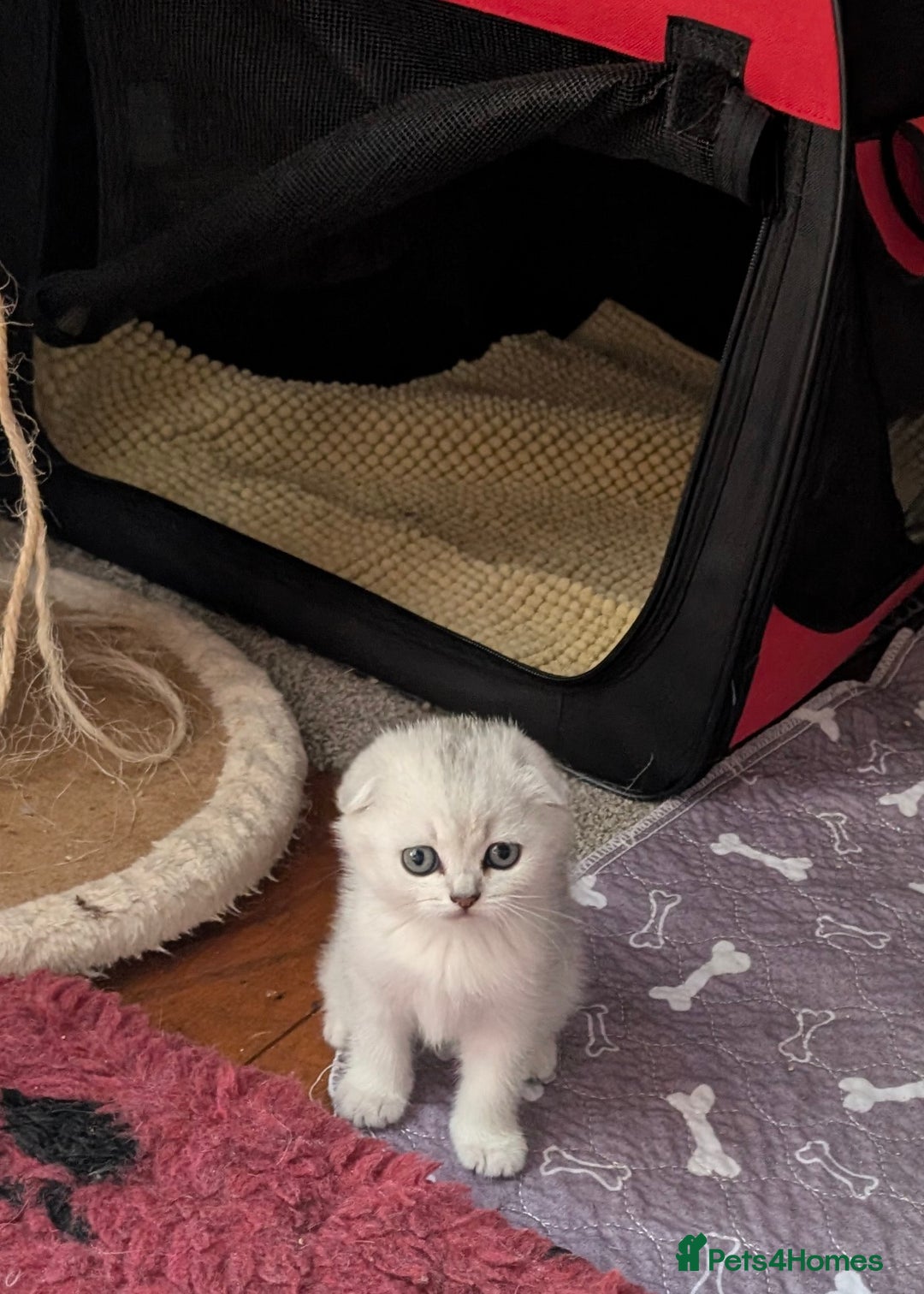 Scottish Fold cats for sale: 😻Scottish fold kittens😻 - Image 10