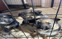 Shepsky dogs for sale: SOLD puppy’s for sale  - Image 12