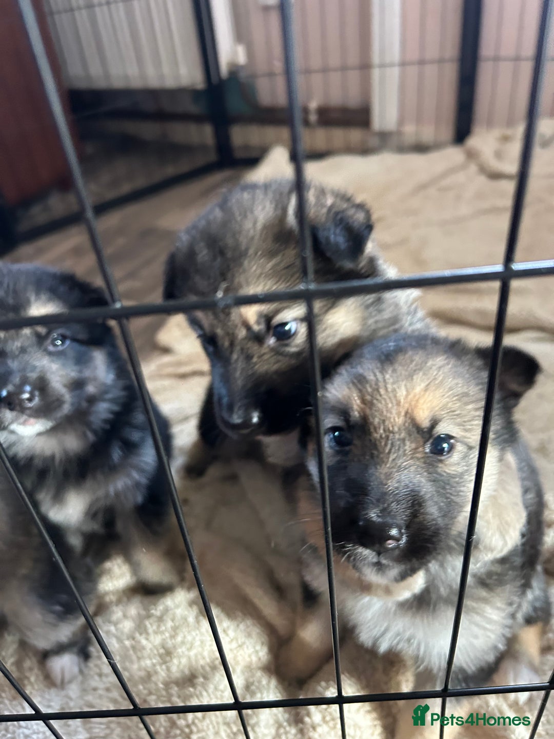 Shepsky dogs for sale: SOLD puppy’s for sale  - Image 12