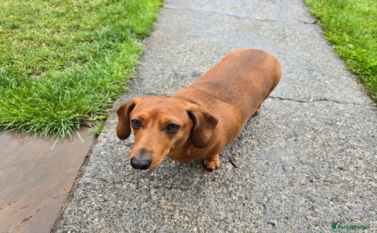 Dachshund dogs - Advert 1