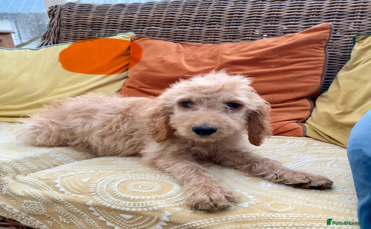 Irish Doodle dogs - Advert 1