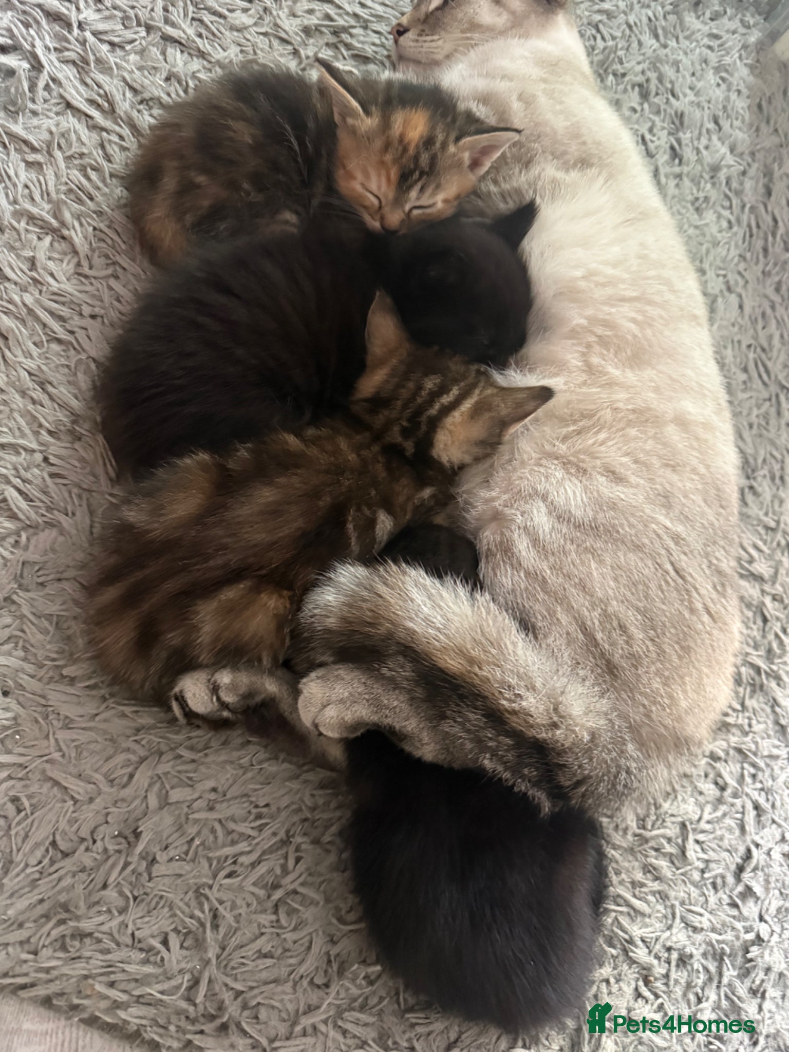 Mixed Breed cats Mixed breed kittens - Advert 1