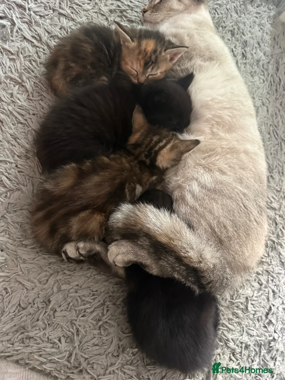 Mixed Breed cats for sale: Mixed breed kittens - Advert 1