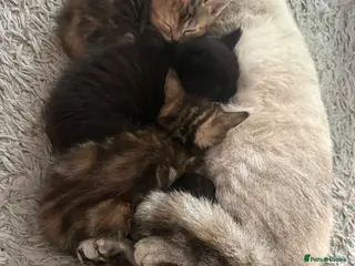 Mixed Breed cats Mixed breed kittens - Advert 1