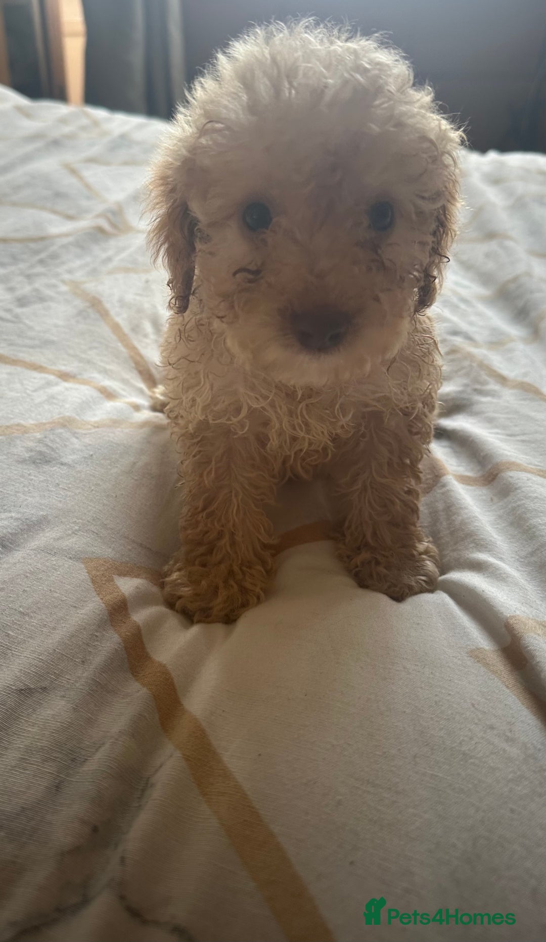 Cockapoo dogs for sale: Reduced F3 Cockapoo READY to leave 21st July  - Image 4