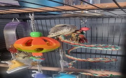 Cockatiels birds for sale: Baby Pied cockatiels - Advert 2