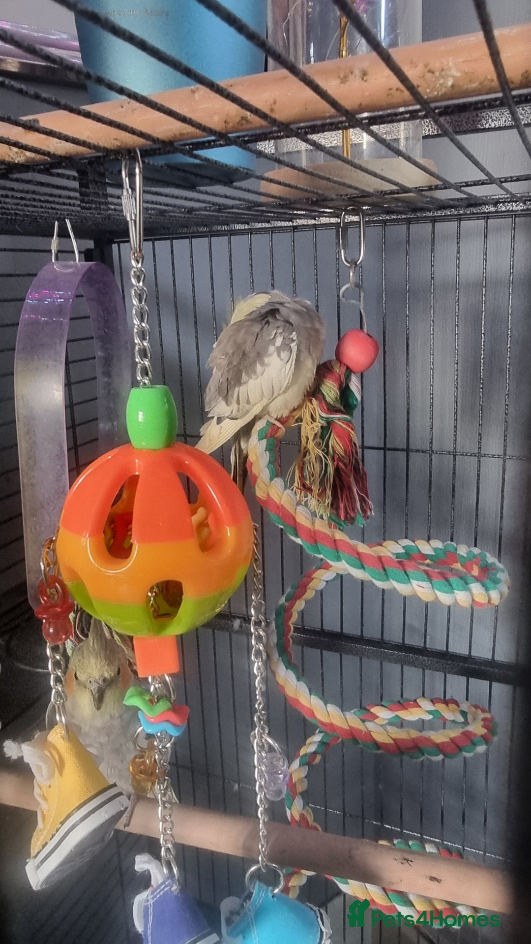 Cockatiels birds for sale: Baby Pied cockatiels - Advert 2