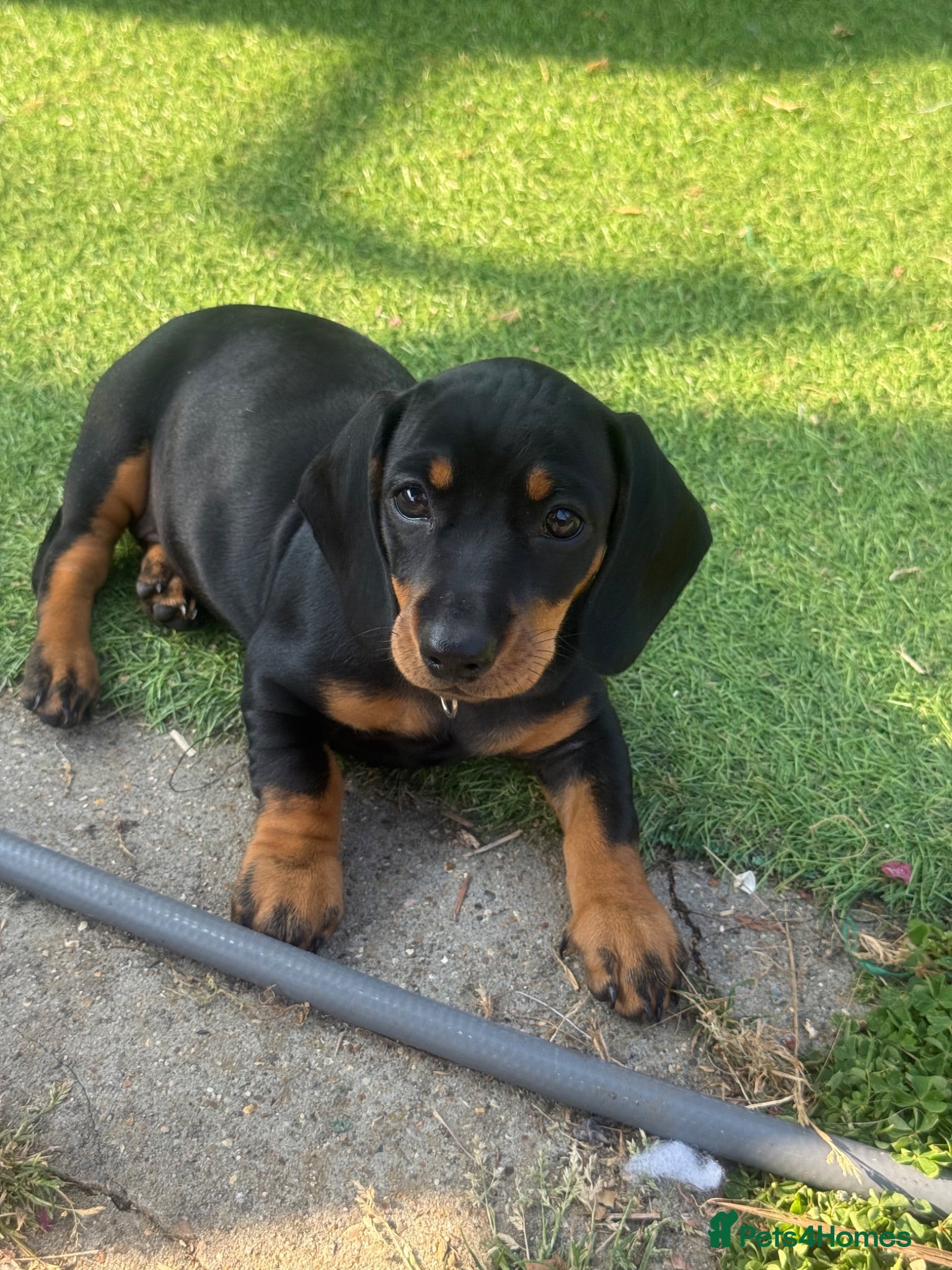 Dachshund dogs Standard Dachshund Puppies - Advert 1