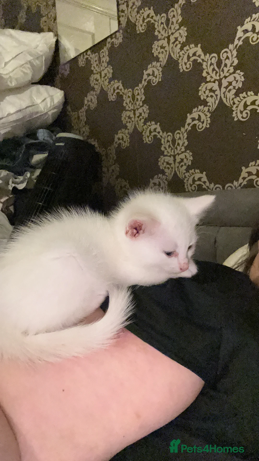 Mixed Breed cats for sale: One white kitten available - Advert 2