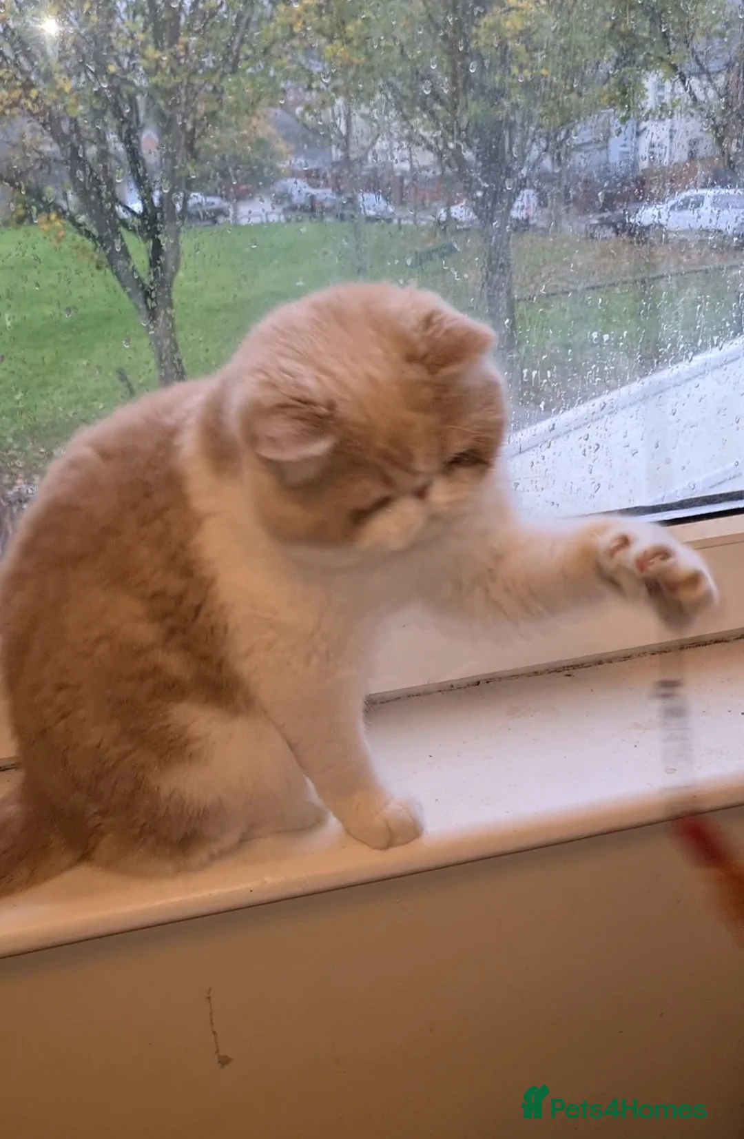 Exotic cats for stud: CREAM TABBY AND WHITE EXOTIC STUD in Barnsley - Advert 18