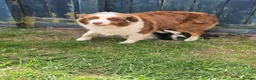 Australian Shepherd dogs for sale: Australian Shepherd  - Advert 26
