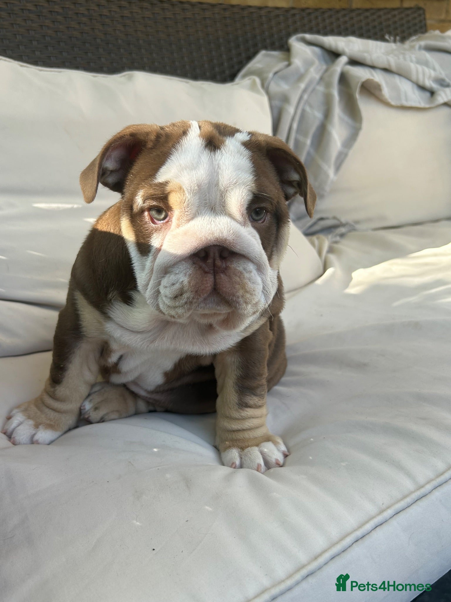 English Bulldog dogs Beautiful Chucky chocolate puppies  - Advert 3