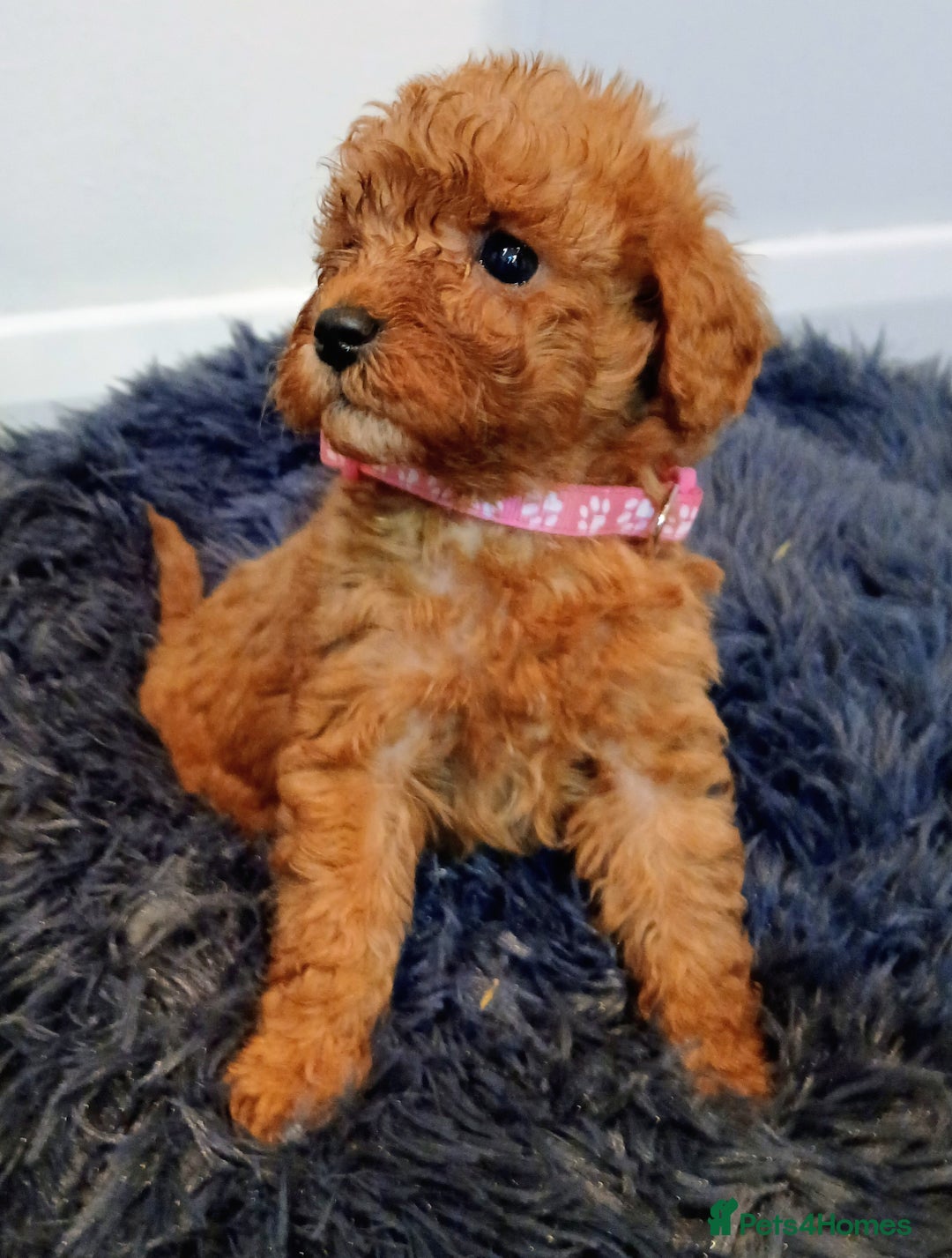 Cockapoo dogs for sale: Stunning red F1B cockapoo puppies  - Advert 7