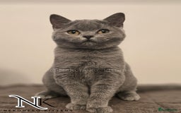 British Shorthair cats for sale: GORGEOUS GCCF REG TEDDYS 🐻🧸 READY TO LEAVE ❗️❗️ - Image 1