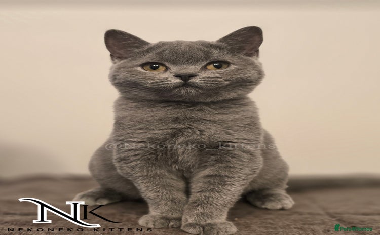 British Shorthair cats - Advert 5