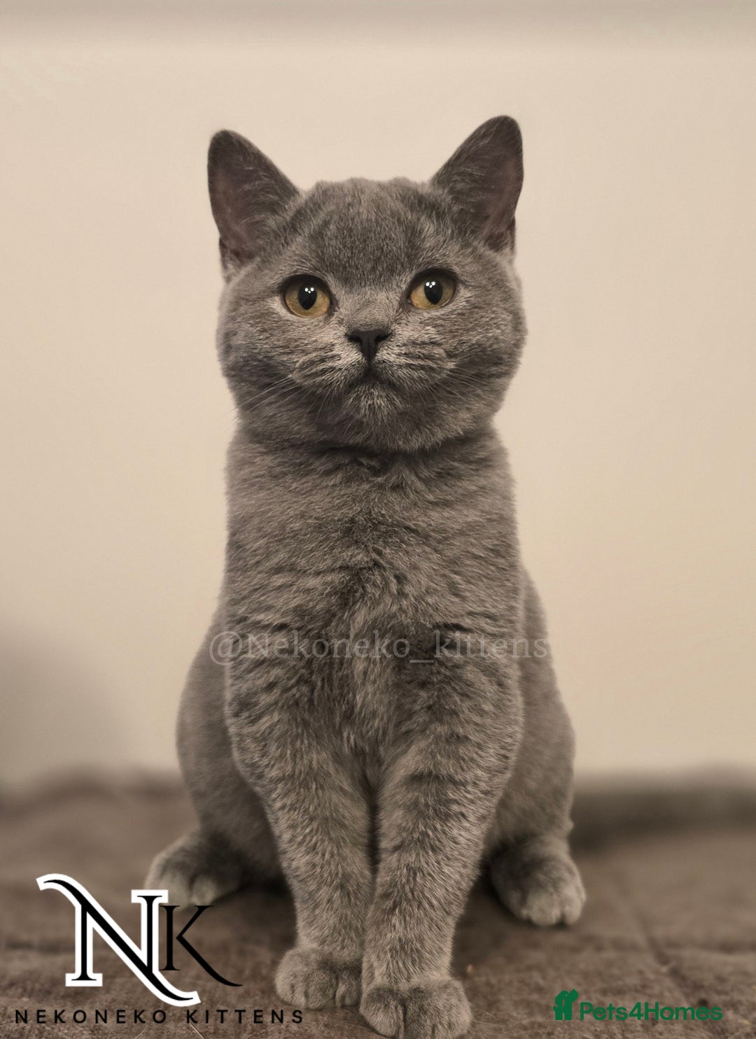 British Shorthair cats for sale: GORGEOUS GCCF REG TEDDYS 🐻🧸 READY TO LEAVE ❗️❗️ - Image 1