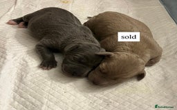 Italian Greyhound dogs for sale: 1 Italian Greyhound Puppy Girl / Bitch For Sale! - Image 11
