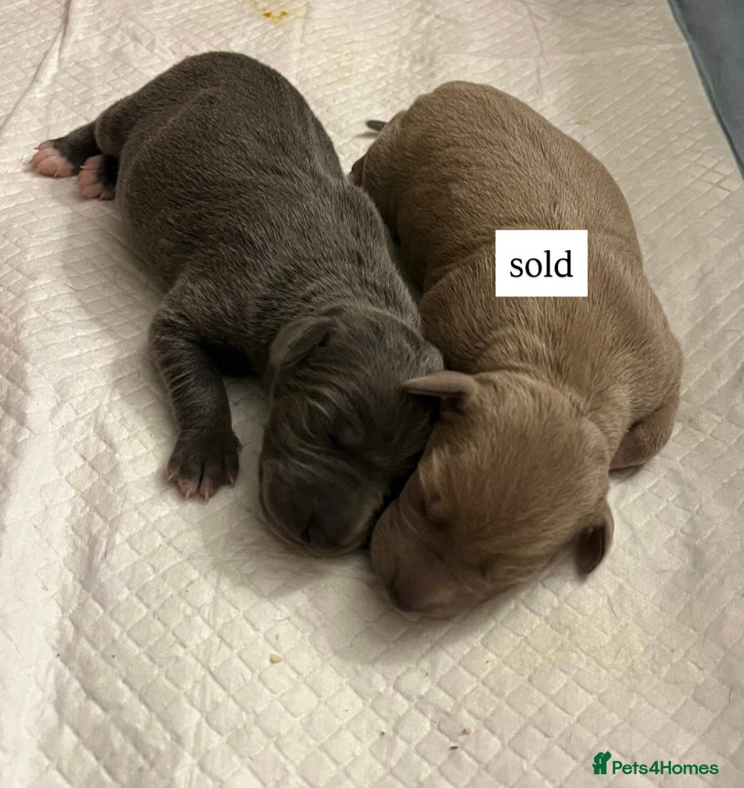 Italian Greyhound dogs for sale: 1 Italian Greyhound Puppy Girl / Bitch For Sale! - Image 11