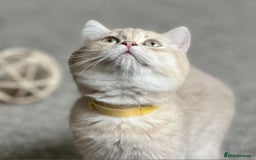 British Shorthair cats for sale: BSH TICA Girls for sale - Image 5