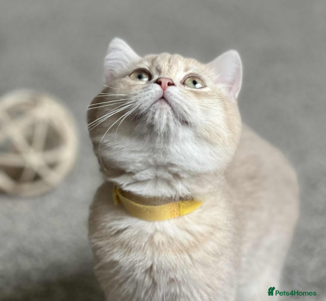 British Shorthair cats for sale: BSH TICA Girls for sale - Image 5